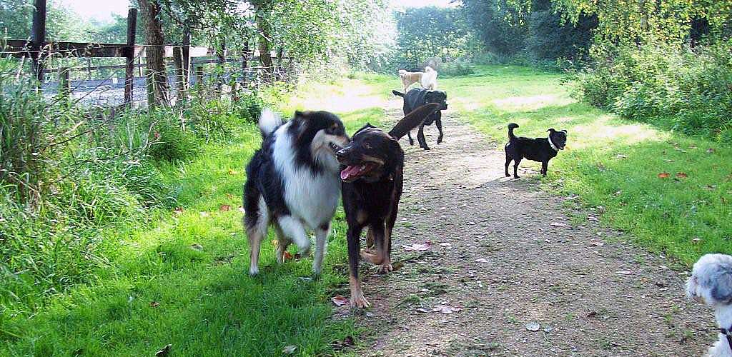 beste-honden-uitlaatservice-bolnes